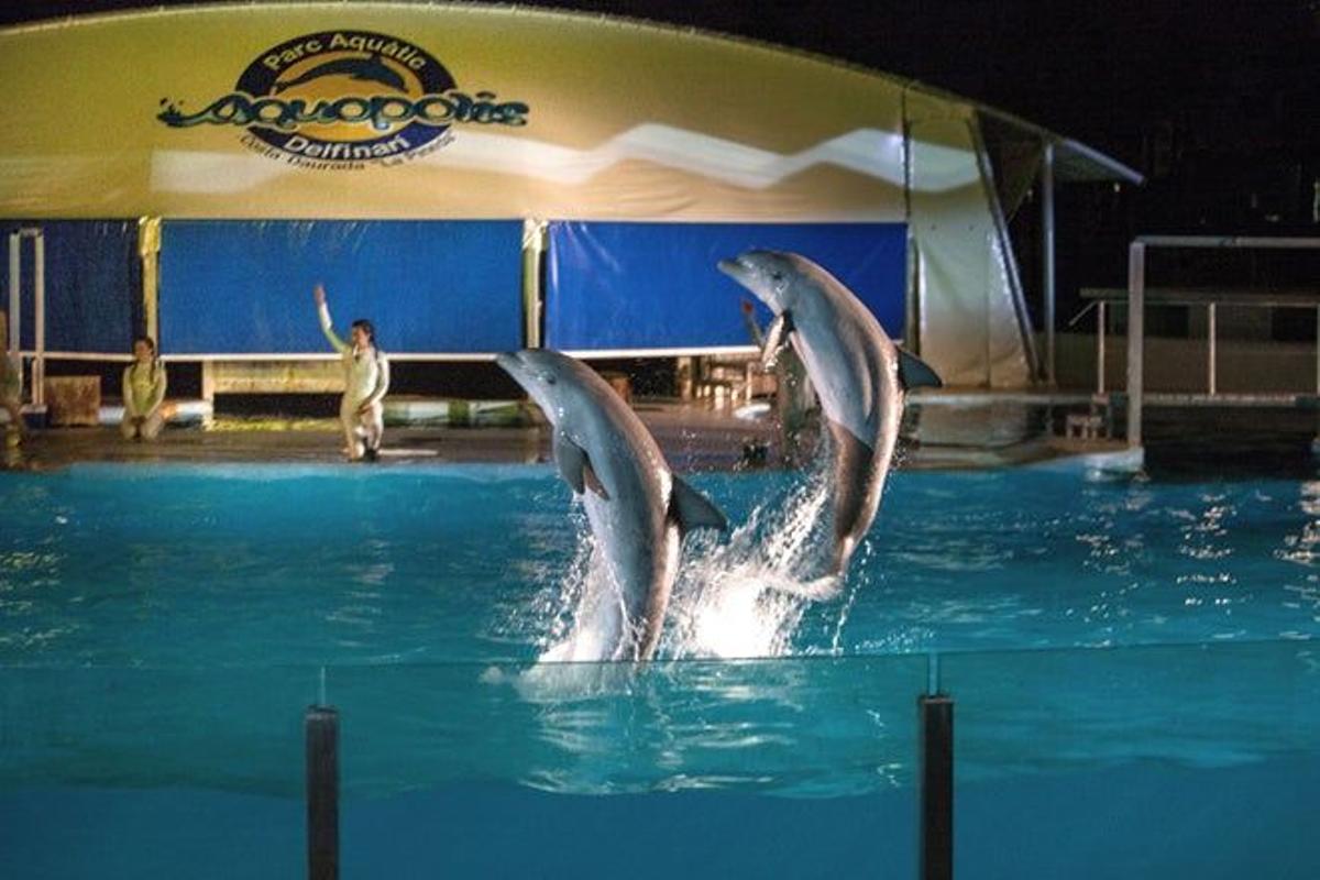 Baño con delfines en La Pineda