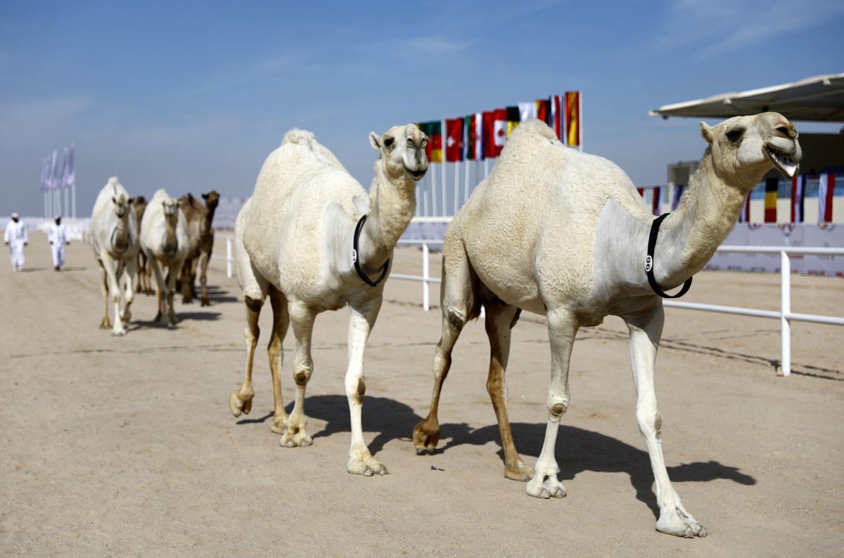 Concurso de belleza de camellos en Qatar