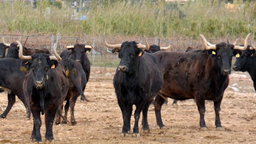 Vacas de Fernando Machancoses.