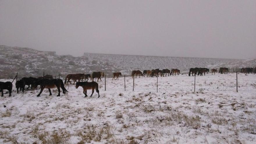 Las primeras nieves del año hidrológico en Sanabria.