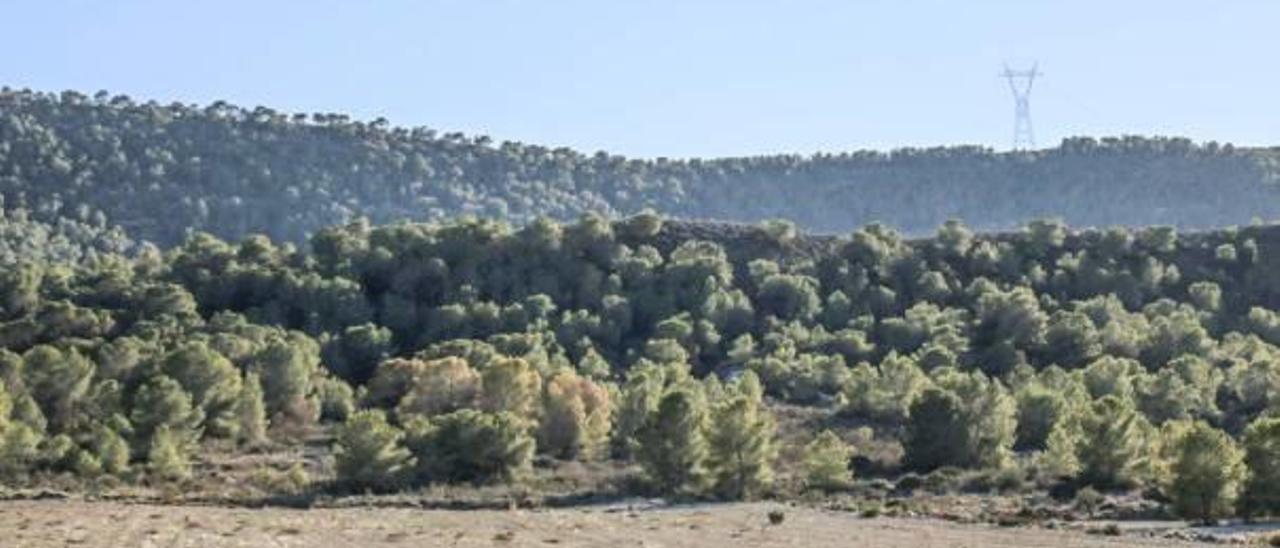 Imagen de la umbría de Sierra Escalona, con parte del tendido de alta tensión que va a ser desbrozado.