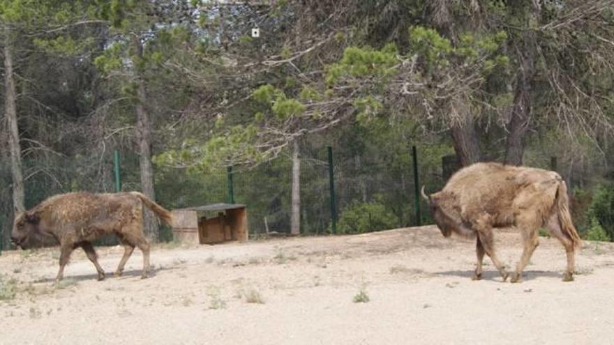 El bisonte europeo regresa a Valencia para ayudar en los incendios