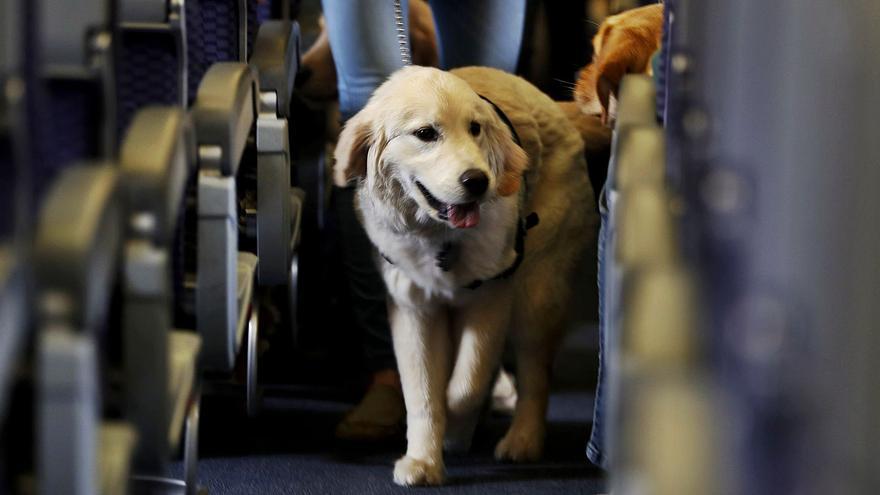 Bei diesen Airlines fliegt Ihr Hund mit nach Mallorca - Mallorca Zeitung