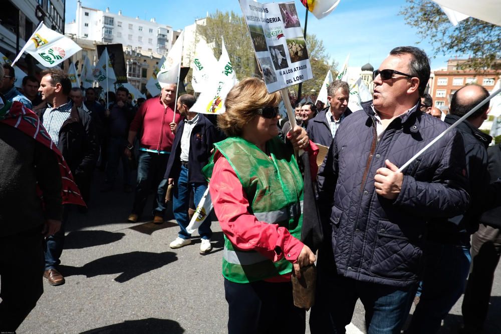 La Alianza se manifiesta en contra del lobo