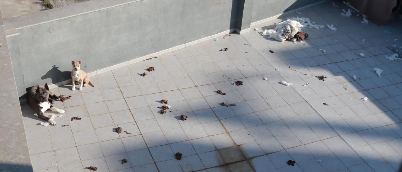 Perros en una terraza okupada y rodeados de excrementos.