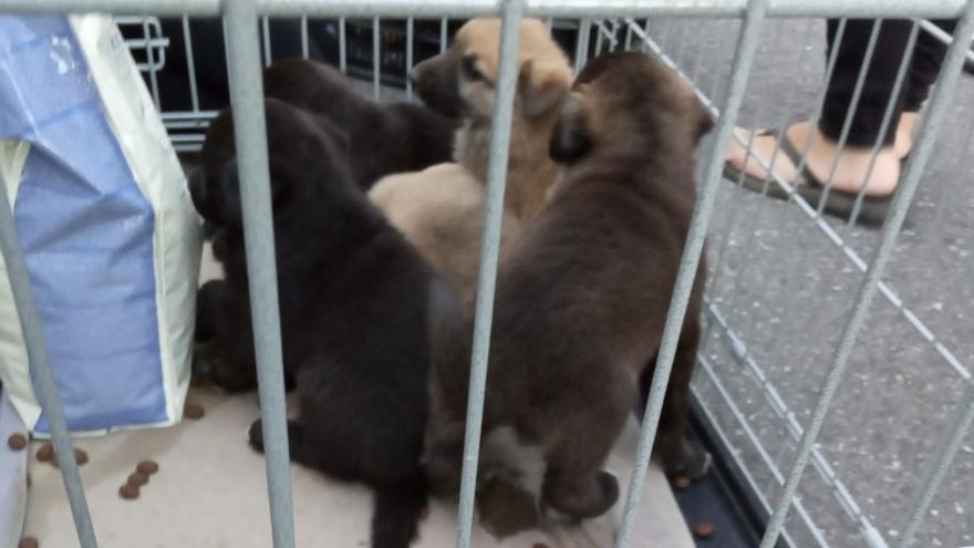 Cachorros liberados en Mombuey de una tubería.