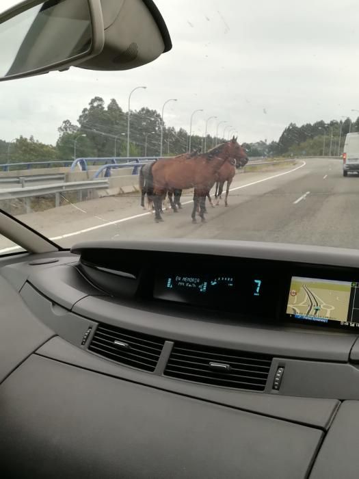 La A8 interrumpida por varios caballos