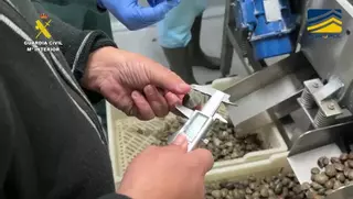 Alerta sanitaria: incautan 7 toneladas de almejas no aptas para el consumo en Huelva