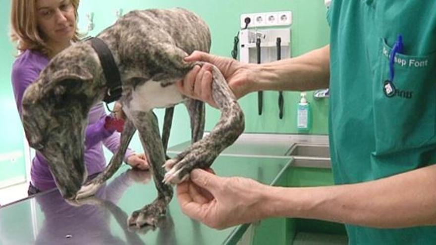 El món animal torna a viure a TV3 amb &quot;Veterinaris&quot;