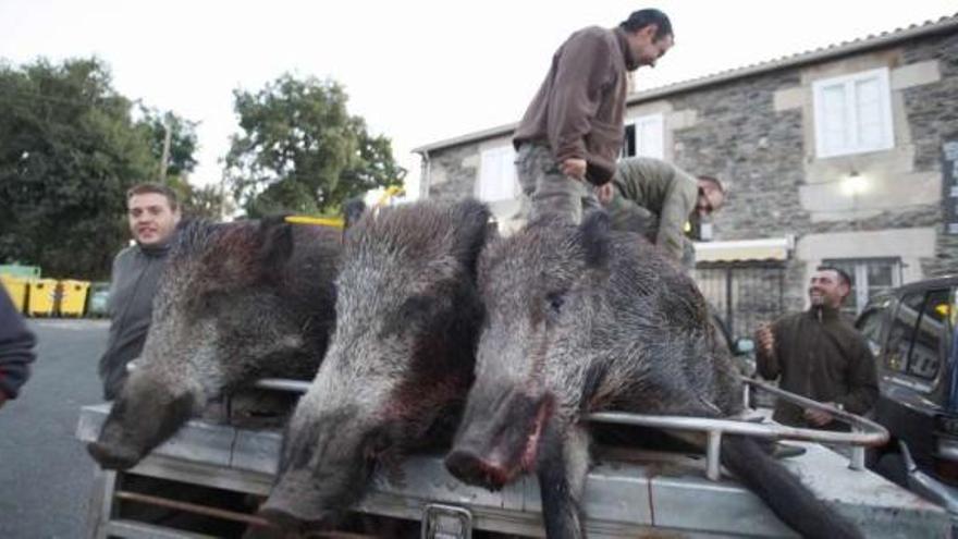 Jabalíes abatidos por una cuadrilla de Lalín el pasado 8 de septiembre.  // Bernabé/Gutier