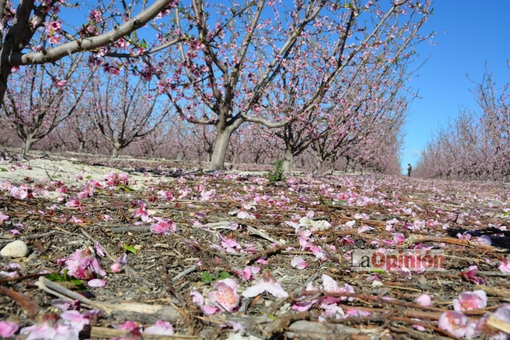 Comienza la Floración de Cieza