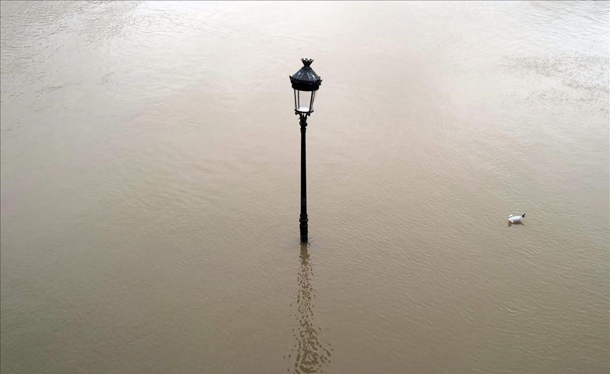 Una gaviota nada junto a una farola parcialmente sumergida por la crecida del río Sena, en la Île de Saint-Louis, en París, en febrero del 2021.