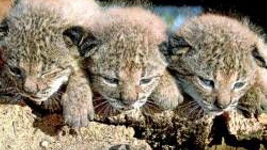 El programa para la recuperación del lince, premiado por la Unión Europea