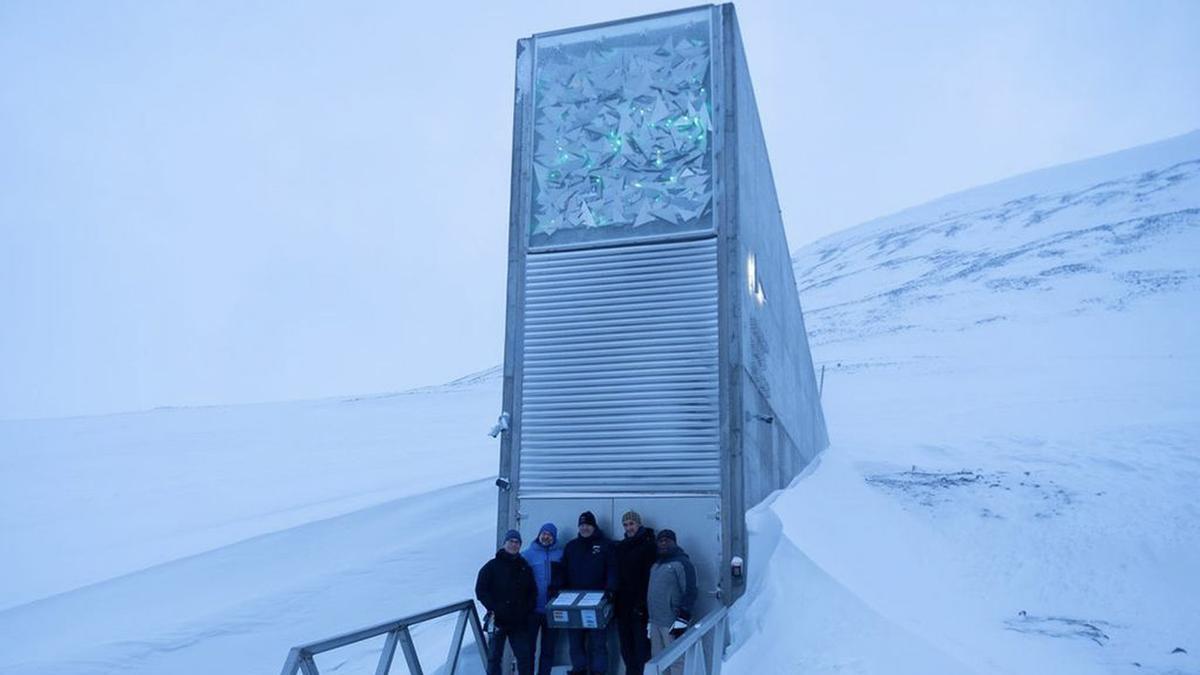 ya hay semillas de olivo en la ‘bóveda del fin del mundo’ del Ártico