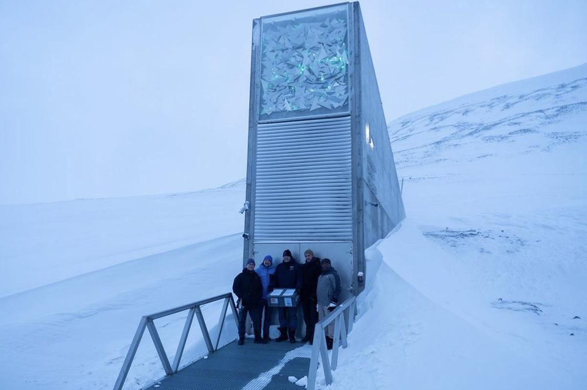 El olivo entra por primera vez en Svalbard, el mayor banco de semillas del mundo