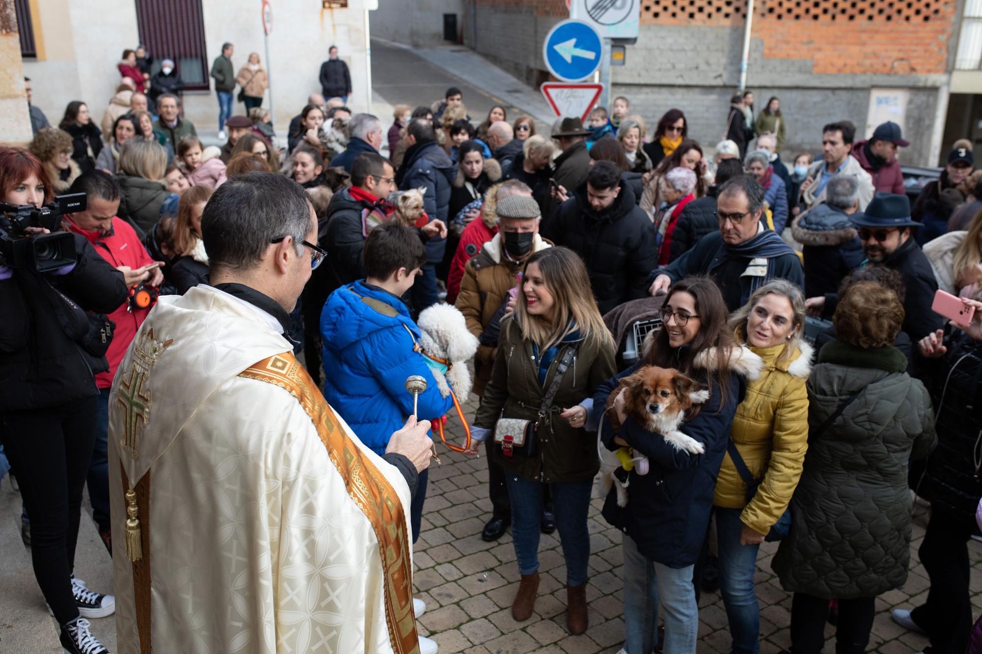 Los animales reciben la bendición por San Antón en Zamora