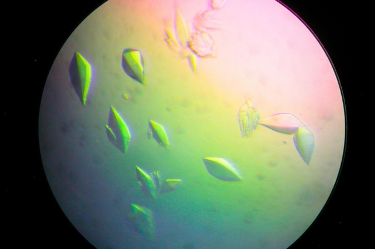 Se ha descubierto una proteína reparadora de ADN llamada DdrC.