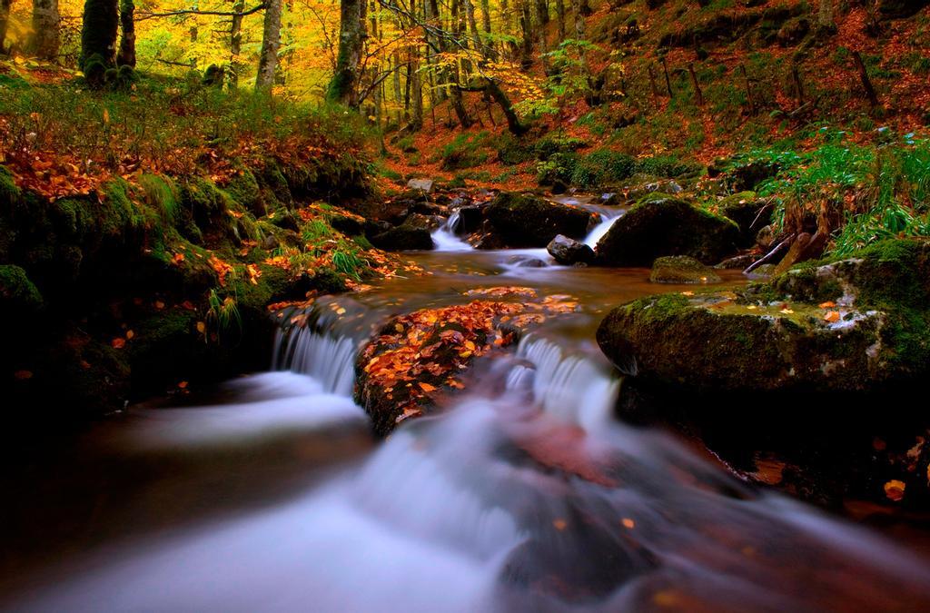 Selva de Irati, en Navarra