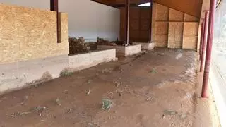 Las tormentas ponen en peligro en Azuara unos mosaicos romanos admirados en todos el mundo