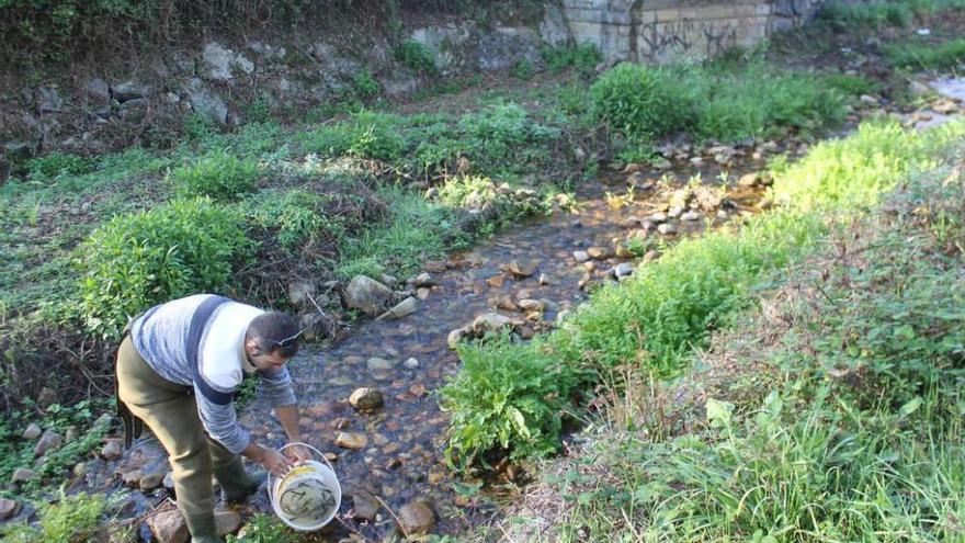 &quot;Las Mestas&quot; repuebla con salmón y trucha el Cubia (Grado)