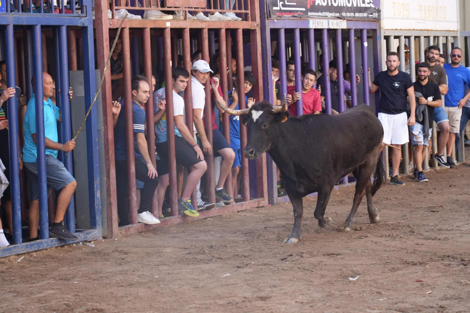 Descafeinada matinal taurina este viernes en Almassora para encarar la recta final de fiestas