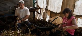 VÍDEO | Trenzar los ajos, un oficio que se extingue en Zamora