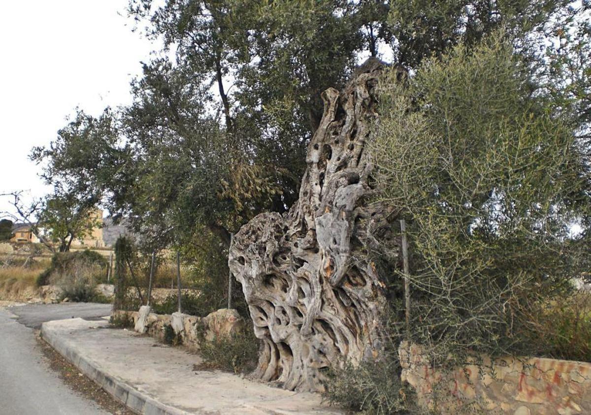 Los árboles con más raíces  de Alicante