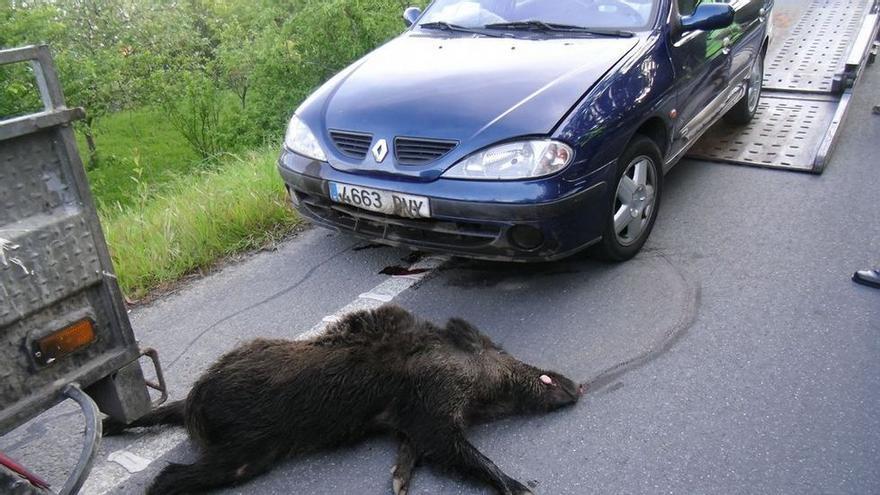 Los accidentes de tráfico con animales implicados se duplican en Extremadura desde 2013