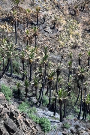 15-10-19 SUPLEMENTOS. ZONA CUMBRERA. ZONA CUMBRERA. Reportaje zonas quemadas tras dos meses. Reportaje triple entrega sobre el paisaje quemado, al cumplirse dos meses. La primera parte será Los tesosos de la Cumbre, en plan más positivo, con los brotes verdes, lugares que visitar. Un segundo con los héroes sin capa, sus protagonistas y una tercera con Lo que el fuego se llevó o Lo perdido, la parte más triste.  Fotos: Juan Castro.  | 15/10/2019 | Fotógrafo: Juan Carlos Castro