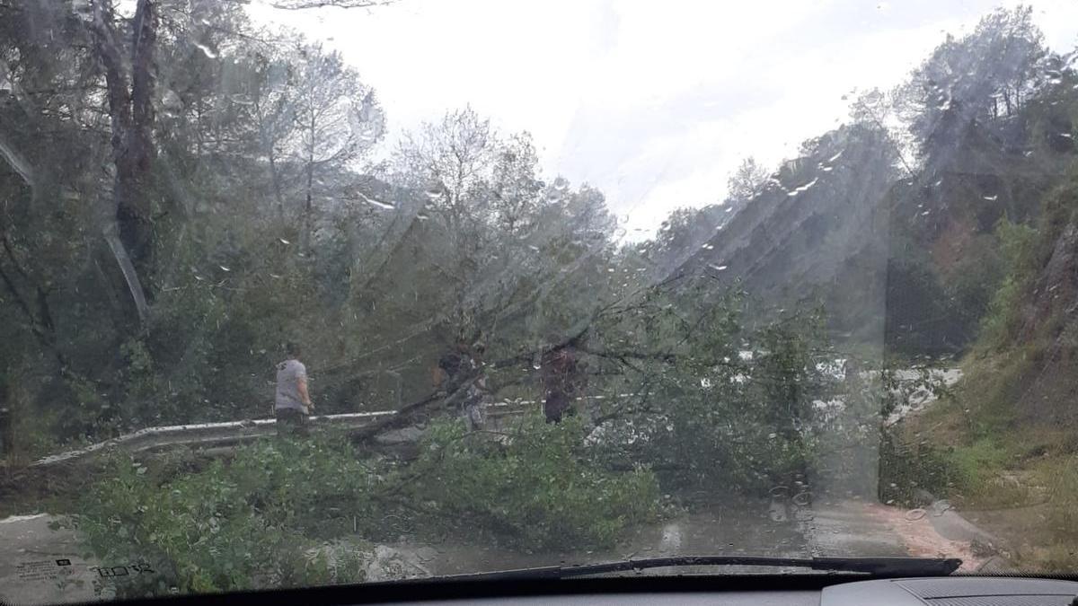 El pi caigut a la carretera que connecta Canet de Fals i Sant Joan de Vilatorrada
