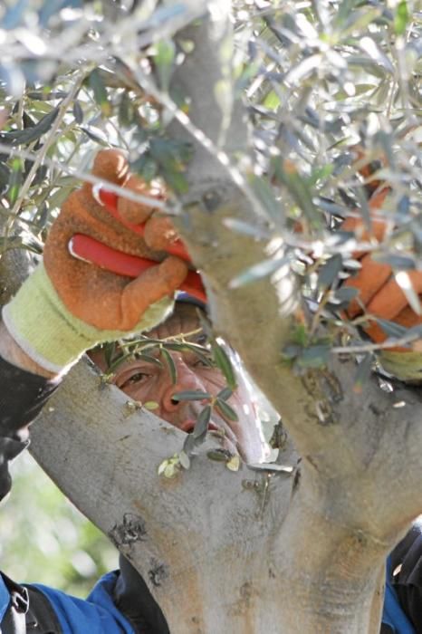 Gartenarchitektin Andi Lechte und Baumexperte Ramón Galmés: Im Februar ist ein Schnitt der "olivos" angesagt. Dies beugt Krankheiten und Schädlingsbefall vor, fördert die Fruchtbildung und erleichtert obendrein die Ernte.