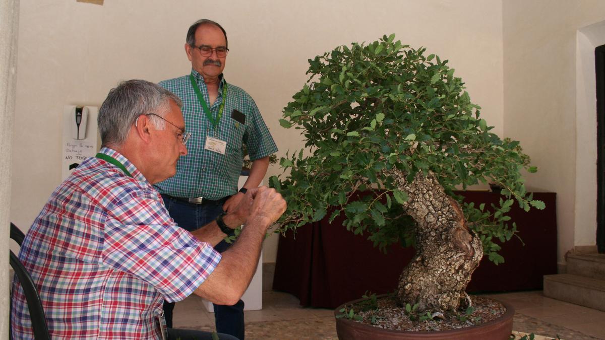 El maestro Jaume Canals realizaba, este sábado, trabajos de mantenimiento a un bonsái ante la atenta mirada de Tomás López Hernández.