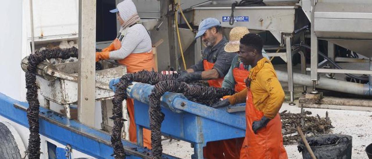 Tareas de desdoble manuales en un barco bateeiro en el día de ayer.