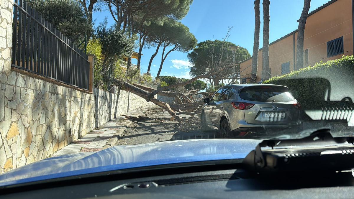 Els efectes de l'episodi de vent a Girona, en imatges