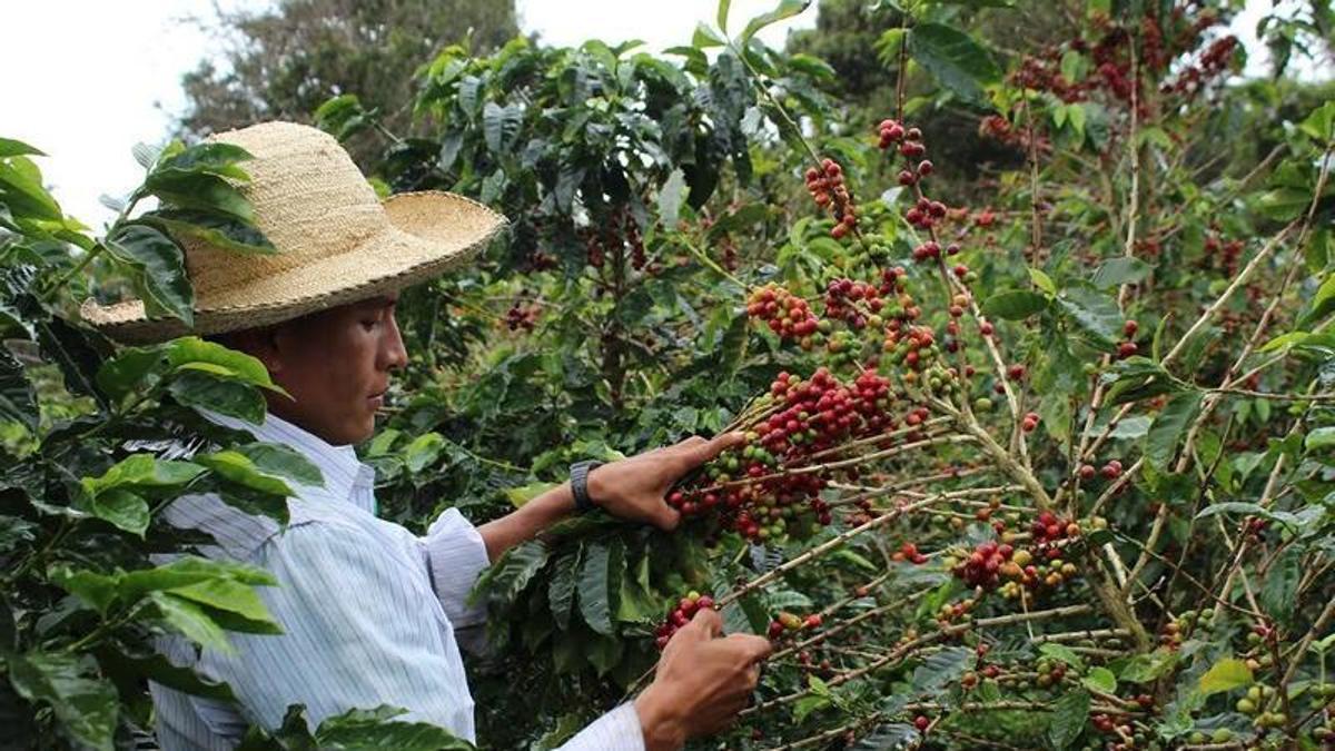 La producción mundial de café se tambalea tras el terremoto de Colombia y la llegada del fenómeno climático de El Niño