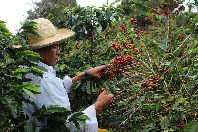 La producción mundial de café se tambalea tras el terremoto de Colombia y la llegada del fenómeno climático de El Niño