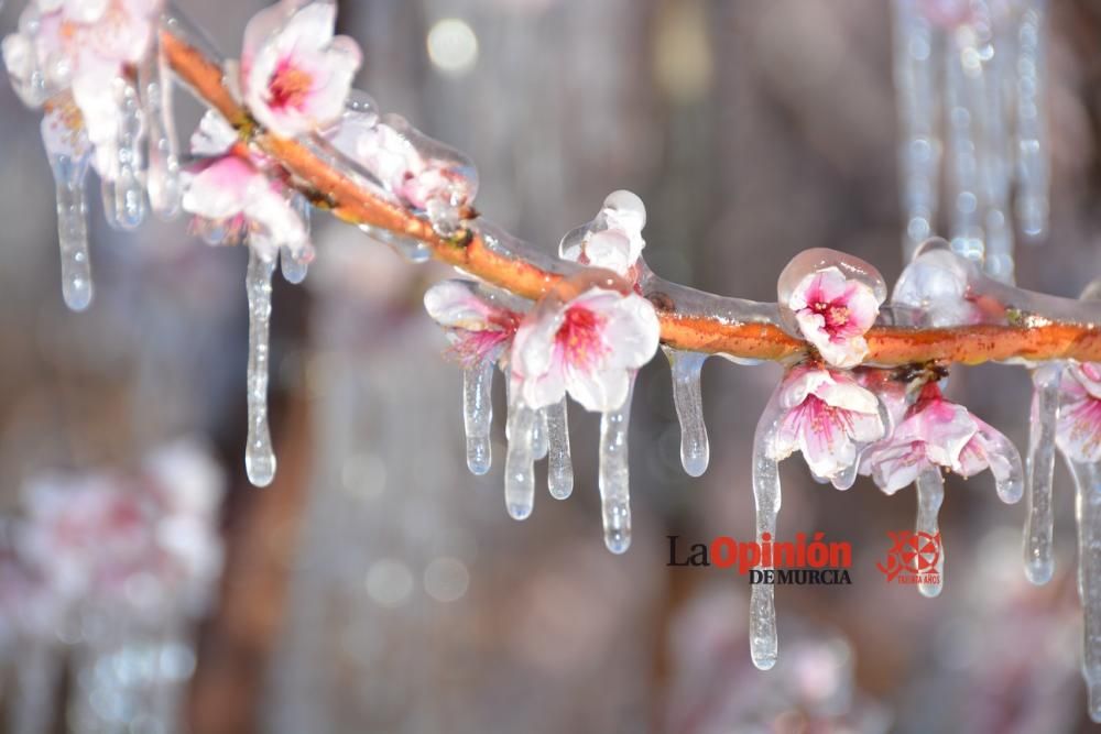 Helada en Cieza 9 de febrero de 2018