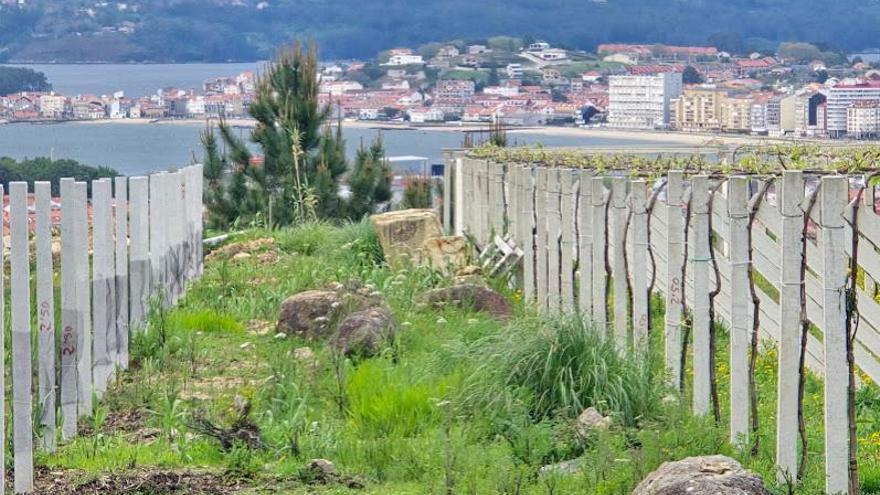 Un gran laboratorio entre las cepas