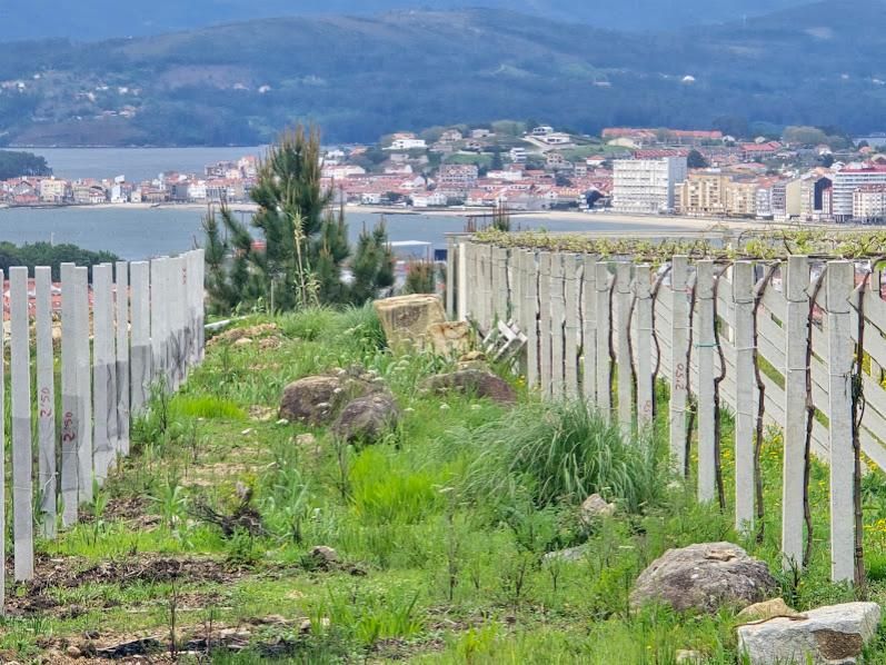 Viñedos en Vilagarcía, donde el sector trata de controlar el desarrollo de vegetación adventicia.