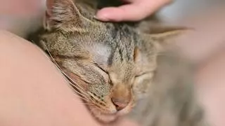 Cómo cuidar a un gato con insuficiencia renal: consejos de veterinaria para mejorar su calidad de vida