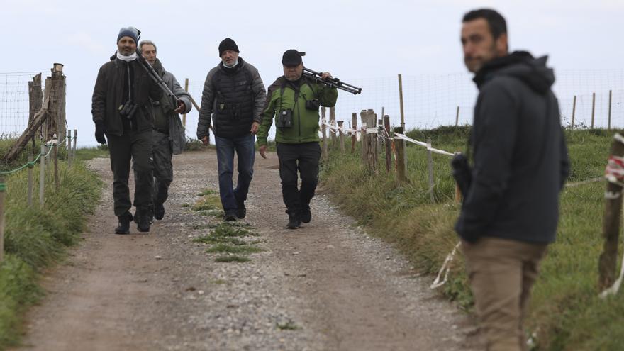 Los búhos nivales de Gozón, imán para los ornitólogos de todo el país