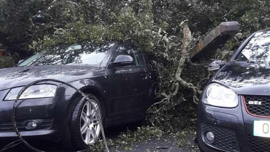 La caída de un roble centenario destroza parte de la producción navideña de un invernadero