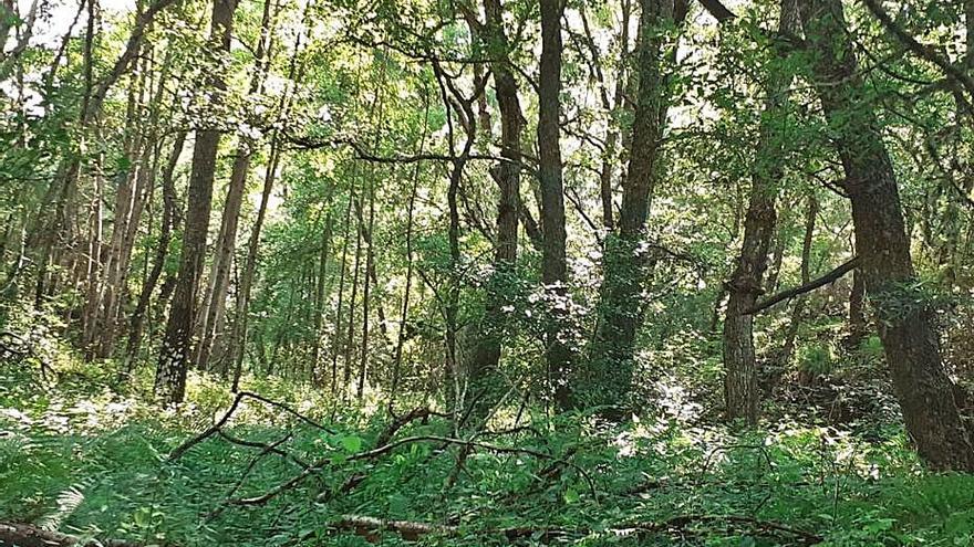 Zona de abundante vegetación en el valle de la Zapatera. | A. S.