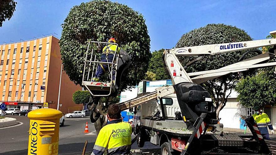 Las podas de Los Llanos comienzan en Doctor Melián y la Avenida de la Constitución