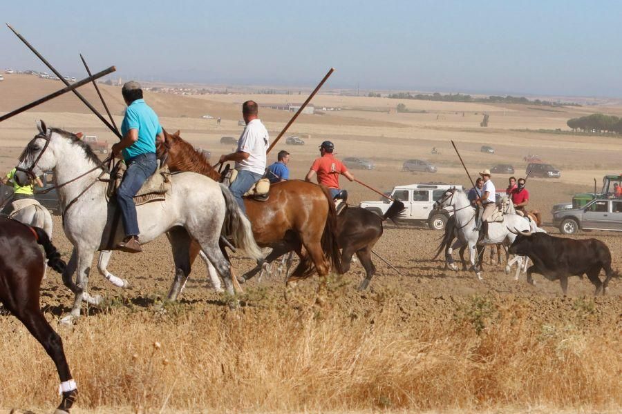 Encierro campero en Moraleja del Vino