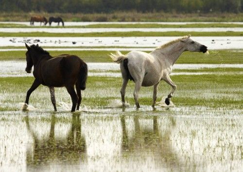 Caballos en las marismas del Parque de Doñana