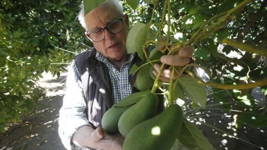 El cultivo del aguacate avanza en busca de una agricultura rentable