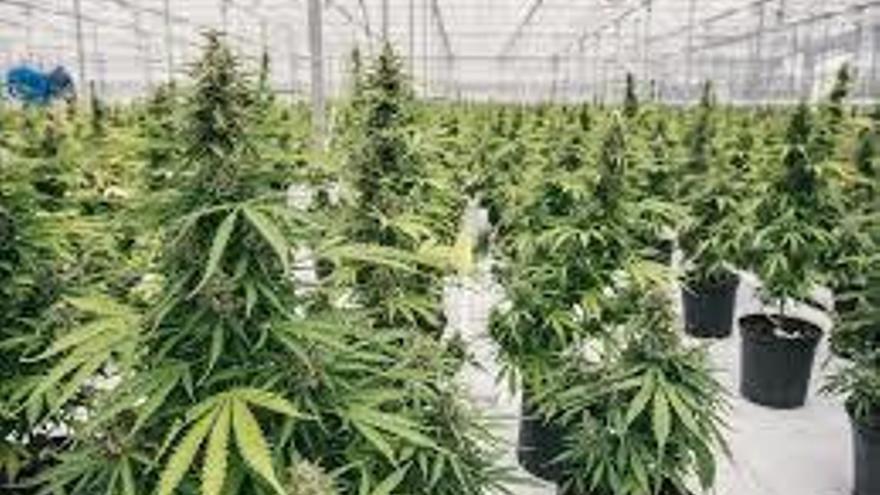 Plantación de cannabis medicinal