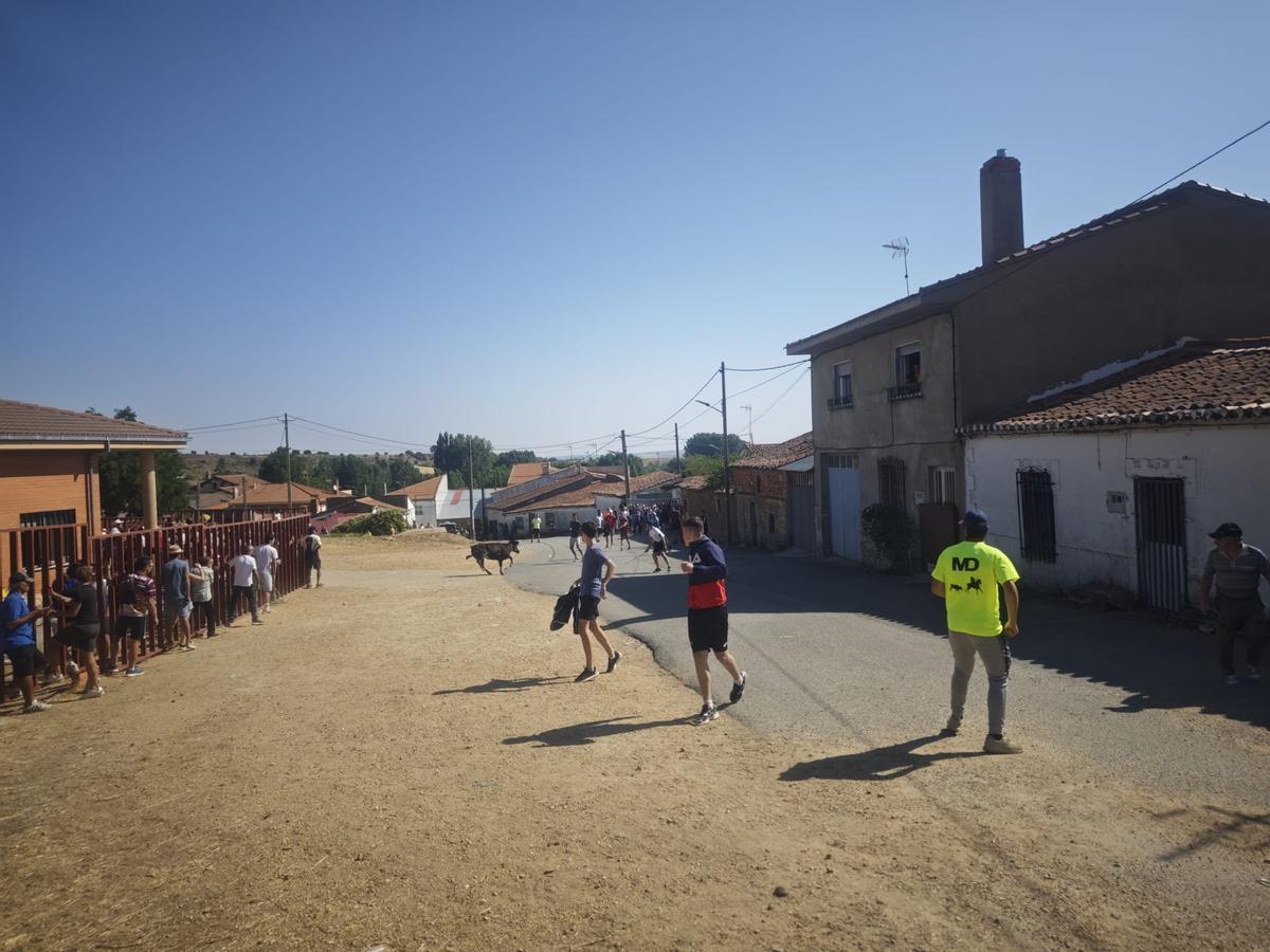 Unos toros "reservones" y unas vacas "muy bravas" ponen el broche a las fiestas de El Maderal Unos toros "reservones" y unas vacas "muy bravas" ponen el broche a las fiestas de El Maderal