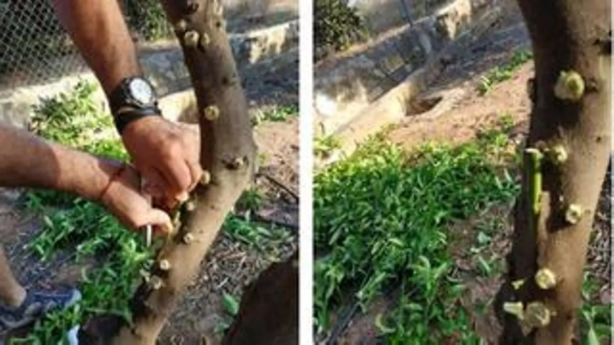 Un agricultor de la Pobla lanza un novedoso método de injerto citrícola